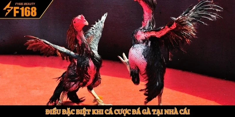Đá Gà Cựa Dao - Sân Chơi Kịch Tính Tại Nhà Cái F168 - Prosper69