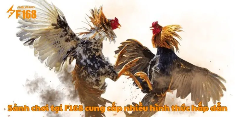 Đá Gà Tại F168: Địa Chỉ Hàng Đầu Kê Thủ Không Thể Bỏ Lỡ - Prosper69