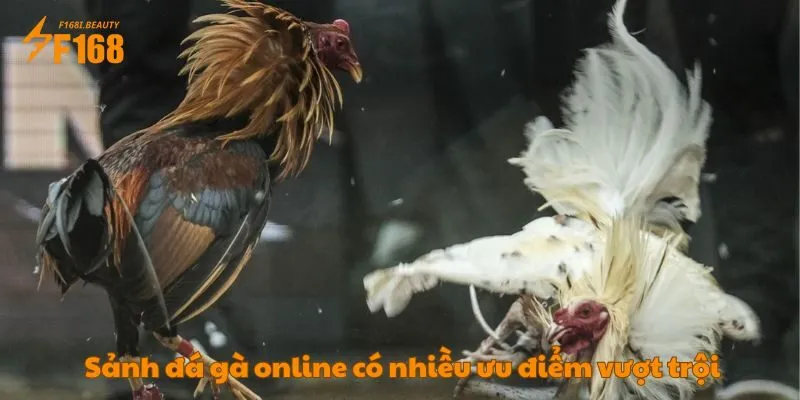Đá Gà Tại F168: Địa Chỉ Hàng Đầu Kê Thủ Không Thể Bỏ Lỡ - Prosper69